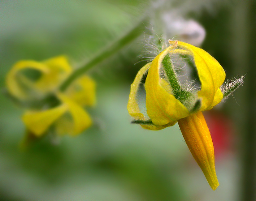 NUR  'NE TOMATENBLÜTE