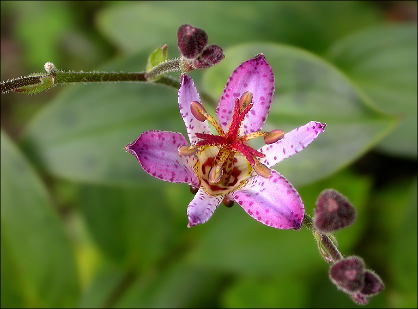 TRICYRTIS 'AFFINES VARIEGATA'