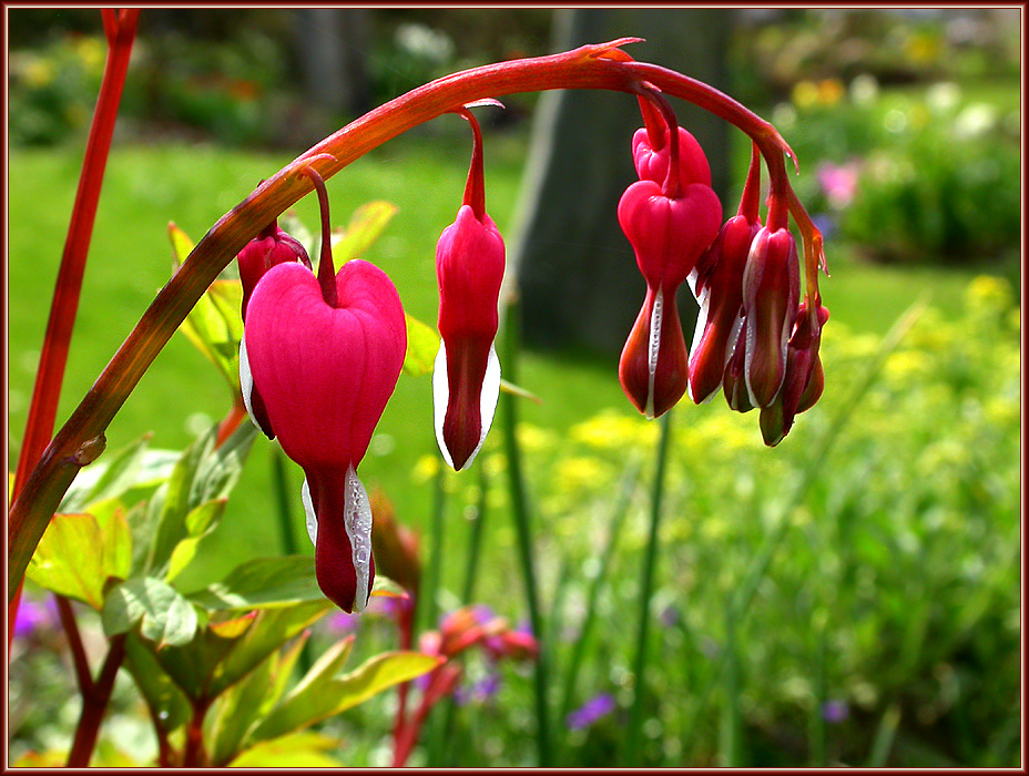 ALLE KNOSPEN SPRINGEN AUF