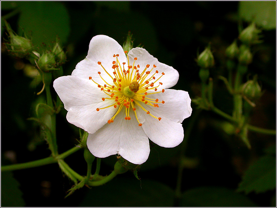 NUR EINE WILDRÖSCHENBLÜTE?