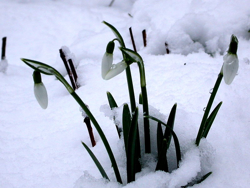 SCHNEEGLÖCKCHEN