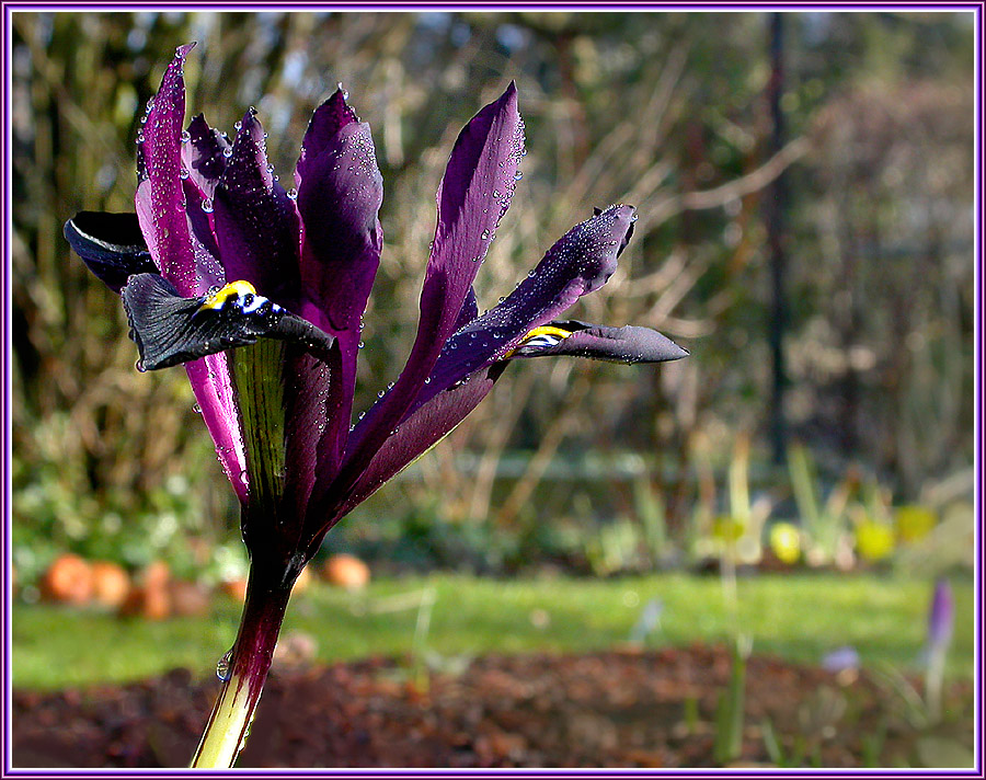 KAUKASISCHER GARTENZWERG