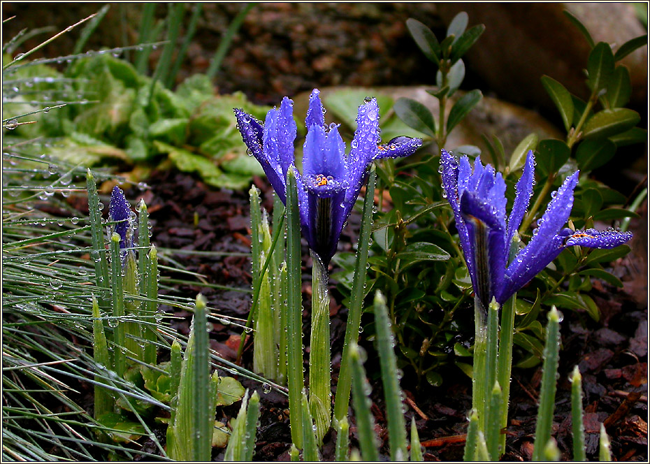 SPRÜHREGEN