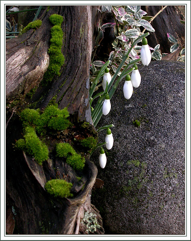 ZWISCHEN STEIN UND BORKE