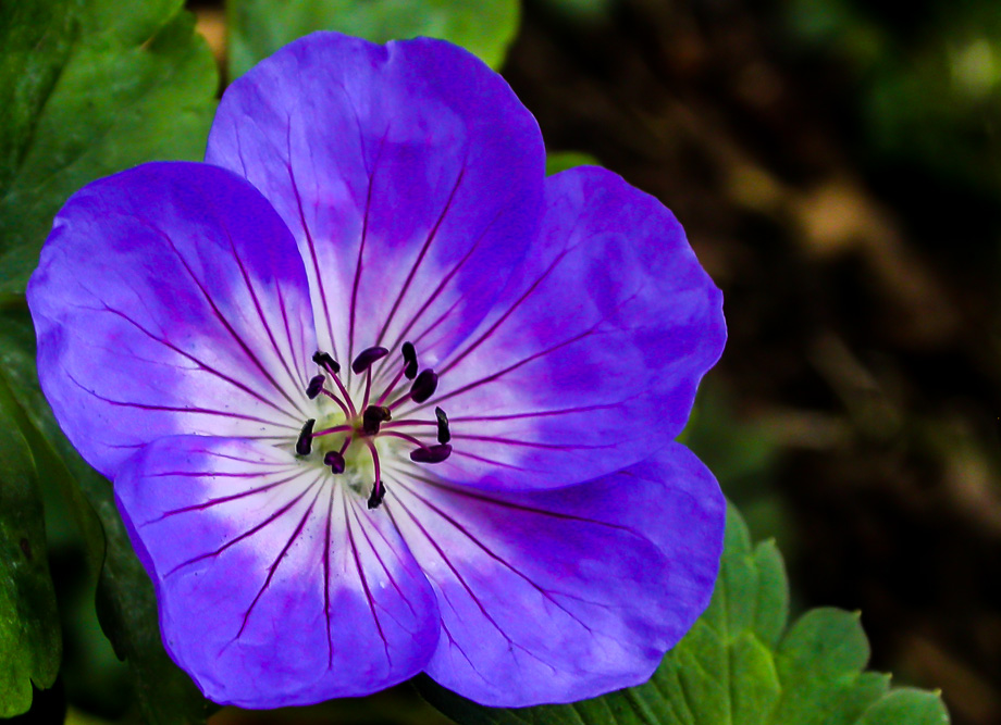 GERANIUM-BLÜTE