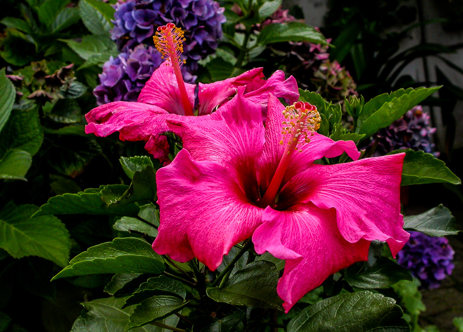 HIBISKUSBLÜTEN ...