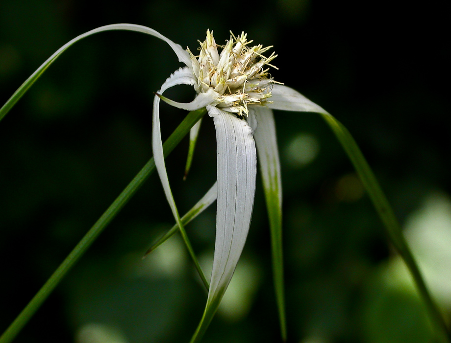 EINZELBLÜTE ...