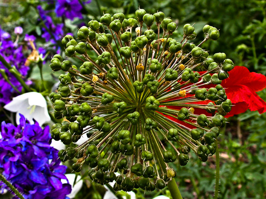 ALLIUM vor bunter Vielfalt