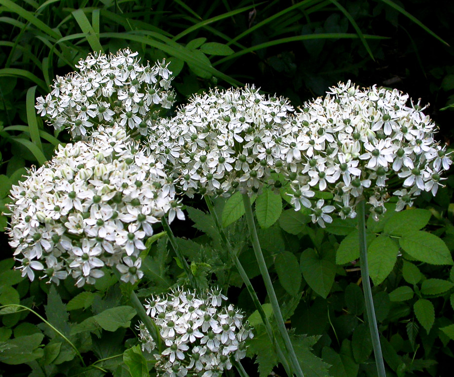 WEISSER RIESENLAUCH