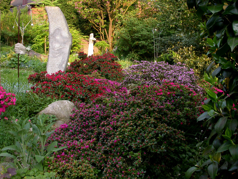 FRÜHER RHODODENDRON