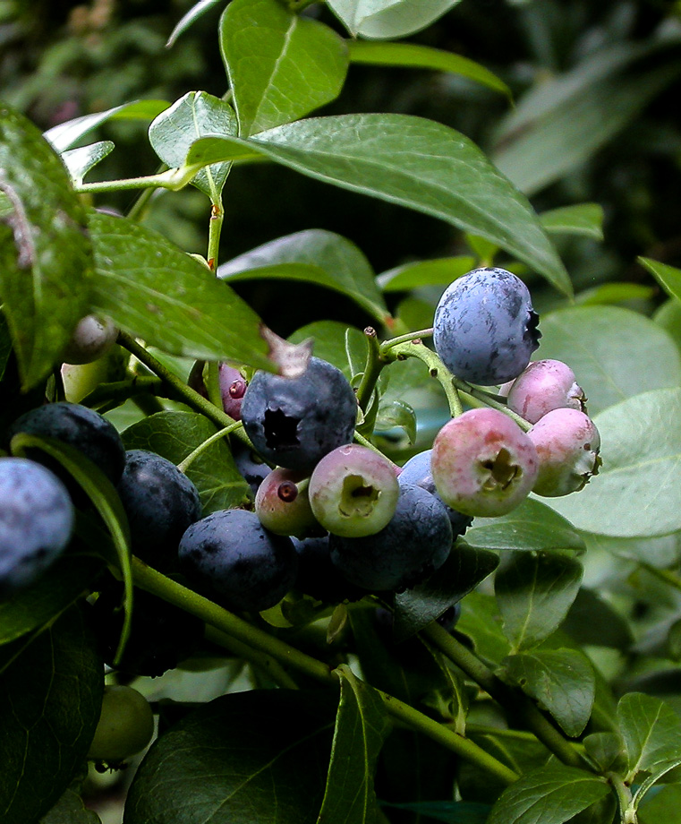 BLAUBEEREN