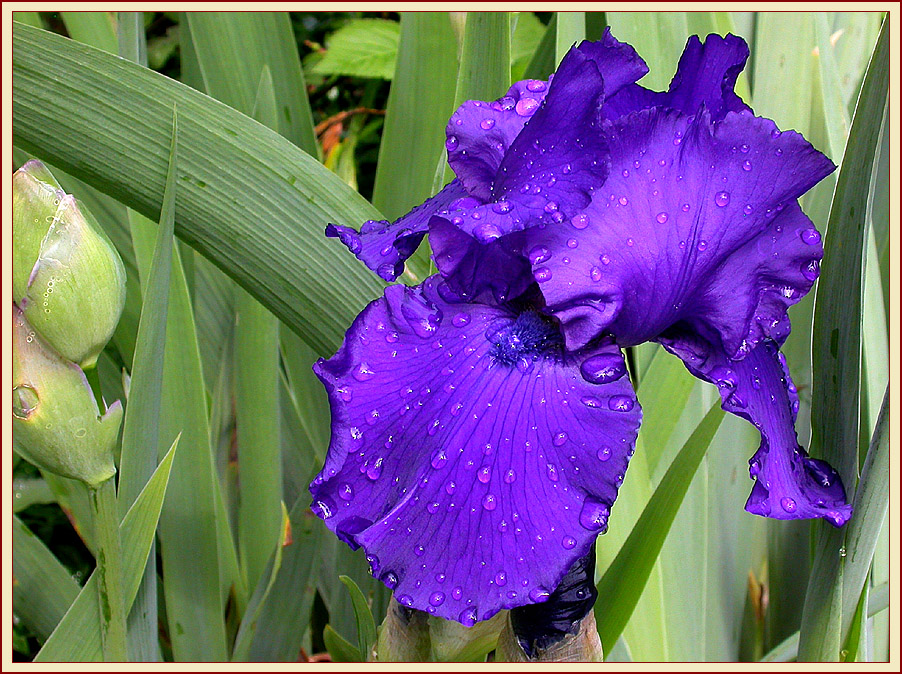 IRIS "BLEU MOYENNE"