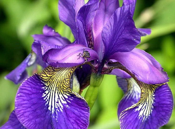 BLAUE IRIS mit Spinne