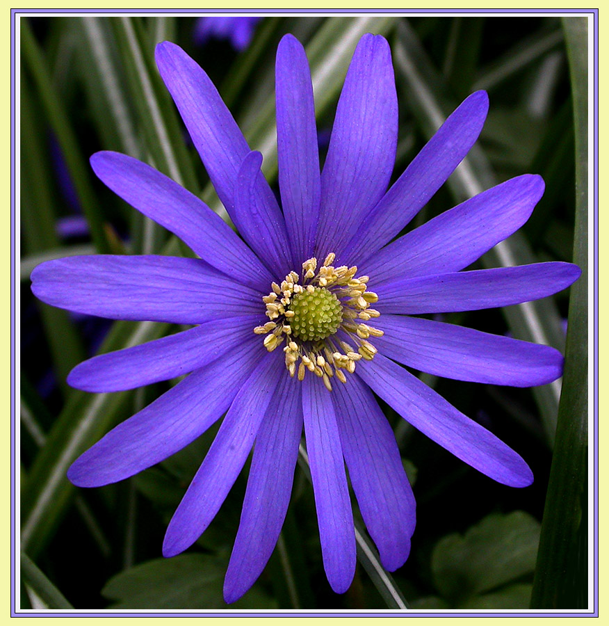 BLAUE STRAHLENANEMONE