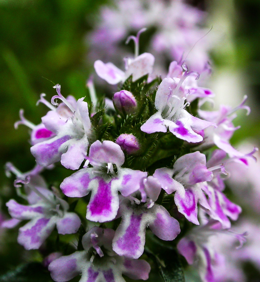 GANZ, GANZ NAH ...   BOHNENKRAUT-BLÜTEN