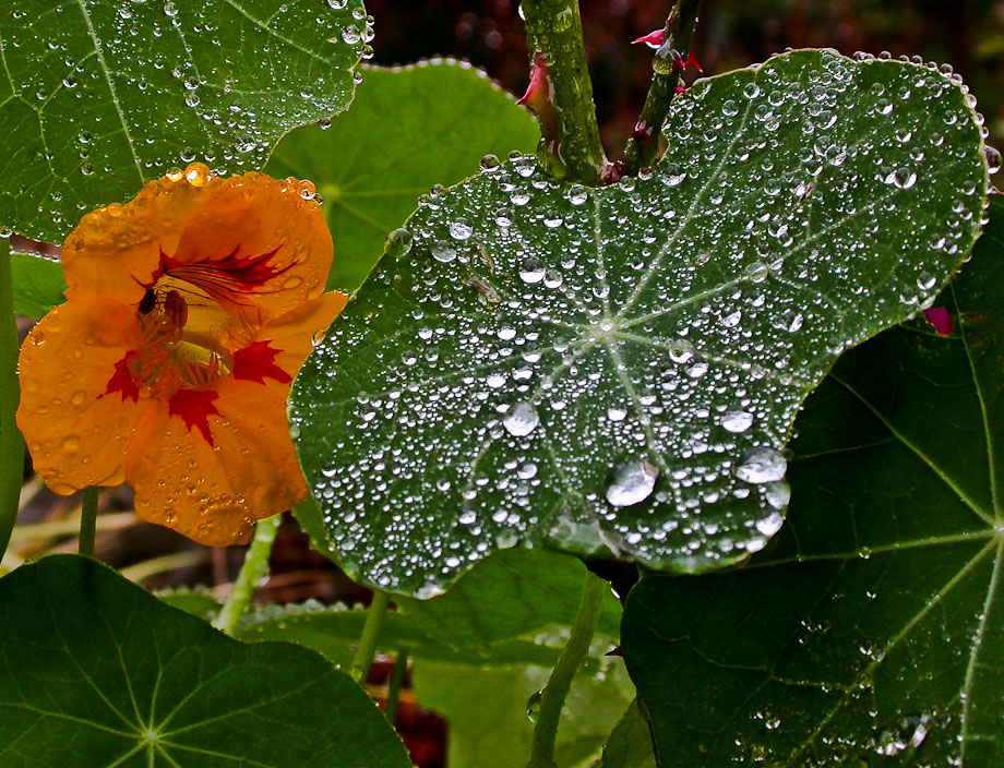 BUNTES  im Regen ...