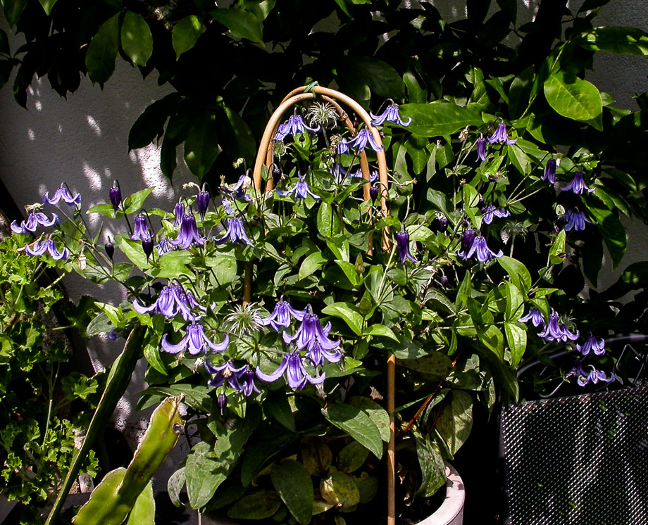 BLAUE CLEMATIS