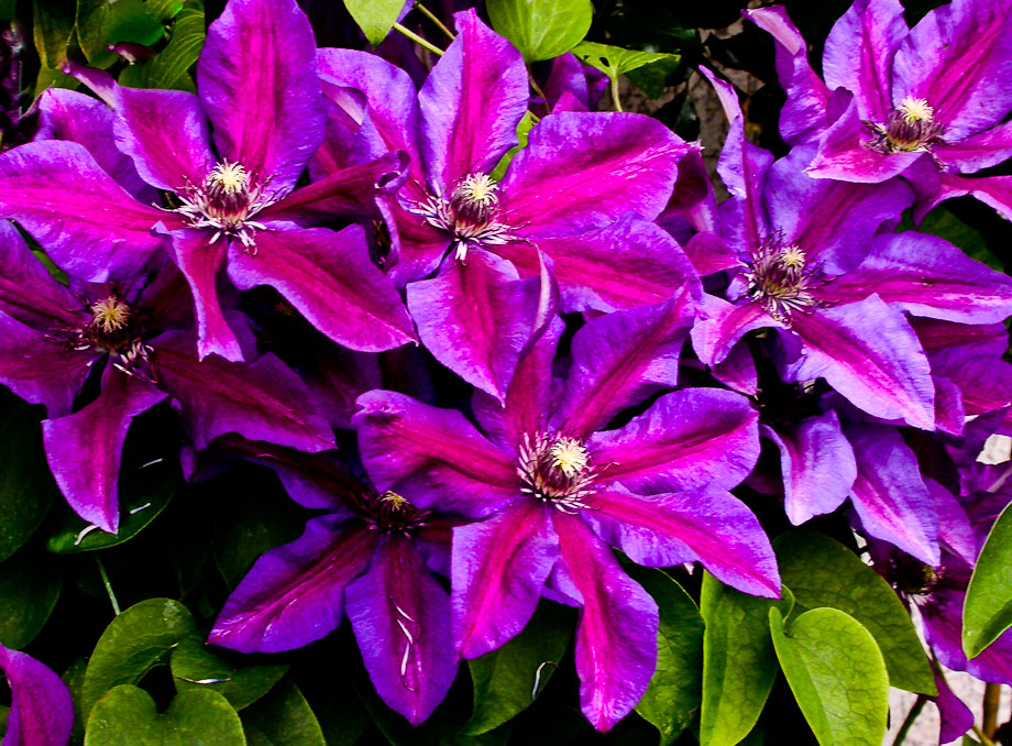 CLEMATIS