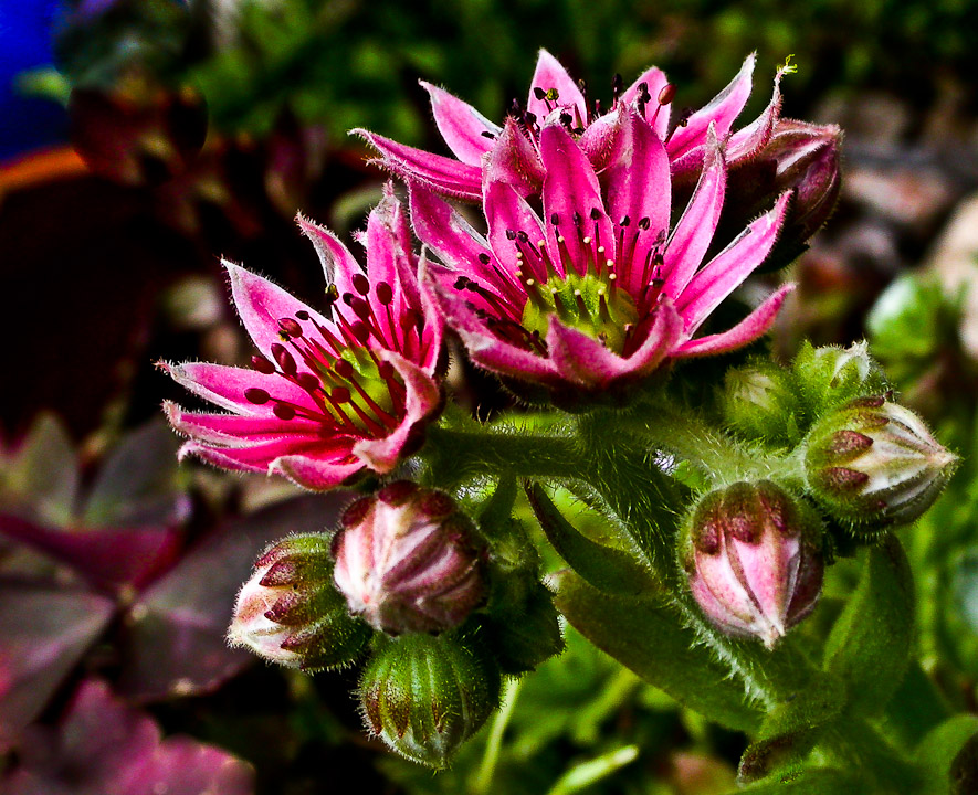 DACHWURZBLÜTEN mit KNOSPEN ...