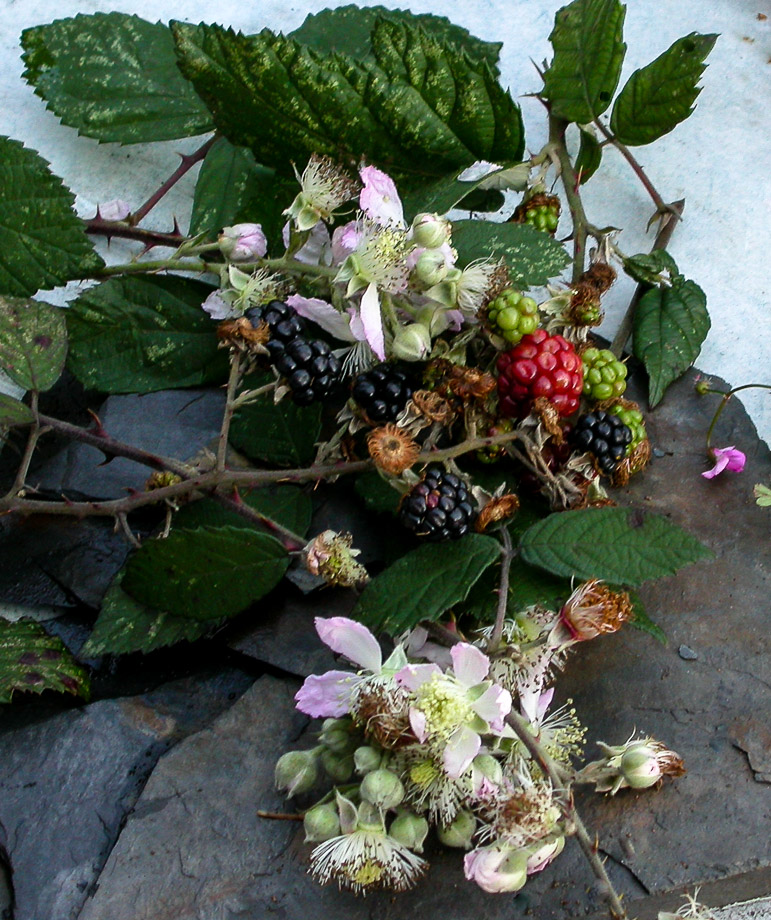 FRÜHLING IM DEZEMBER