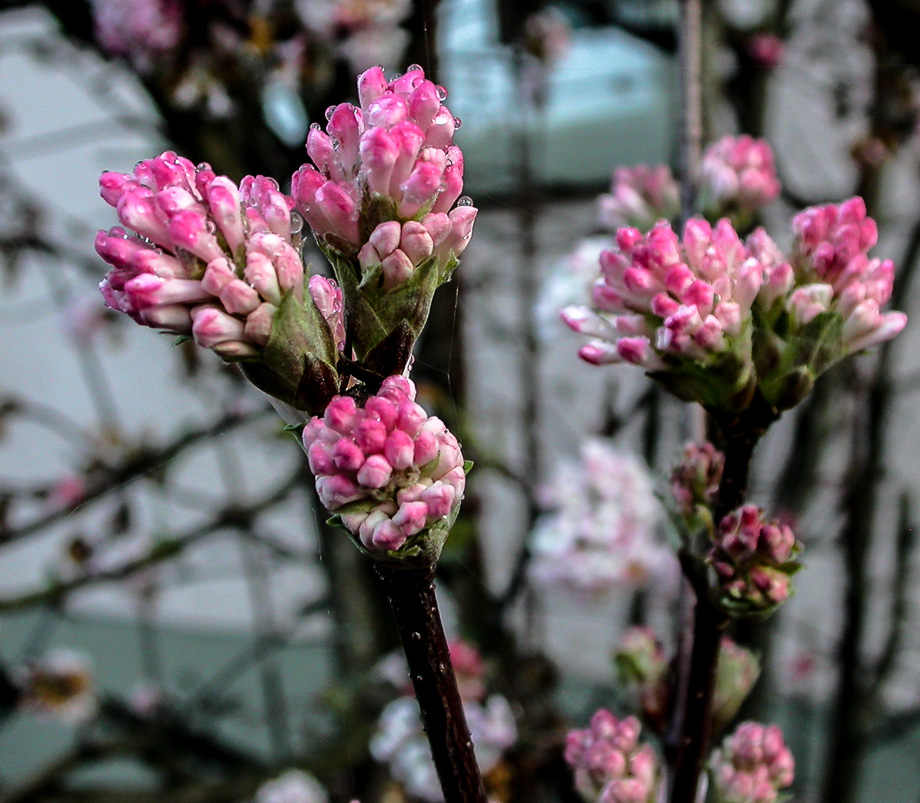 DEZEMBERFRÜHLING