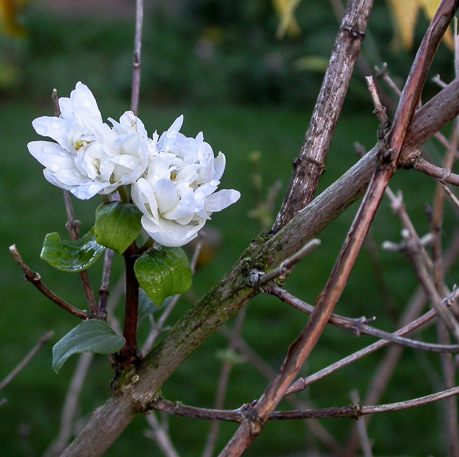 DEZEMBERFRÜHLING