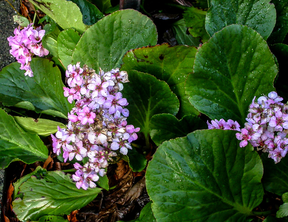 DEZEMBERFRÜHLING