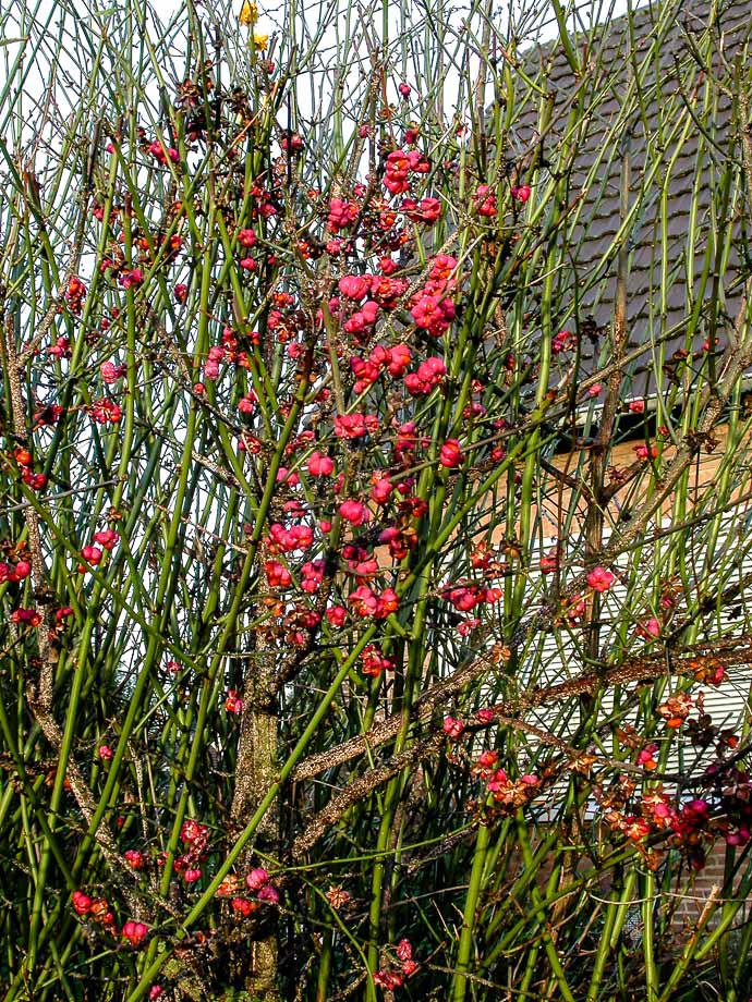 DEZEMBERFRÜHLING