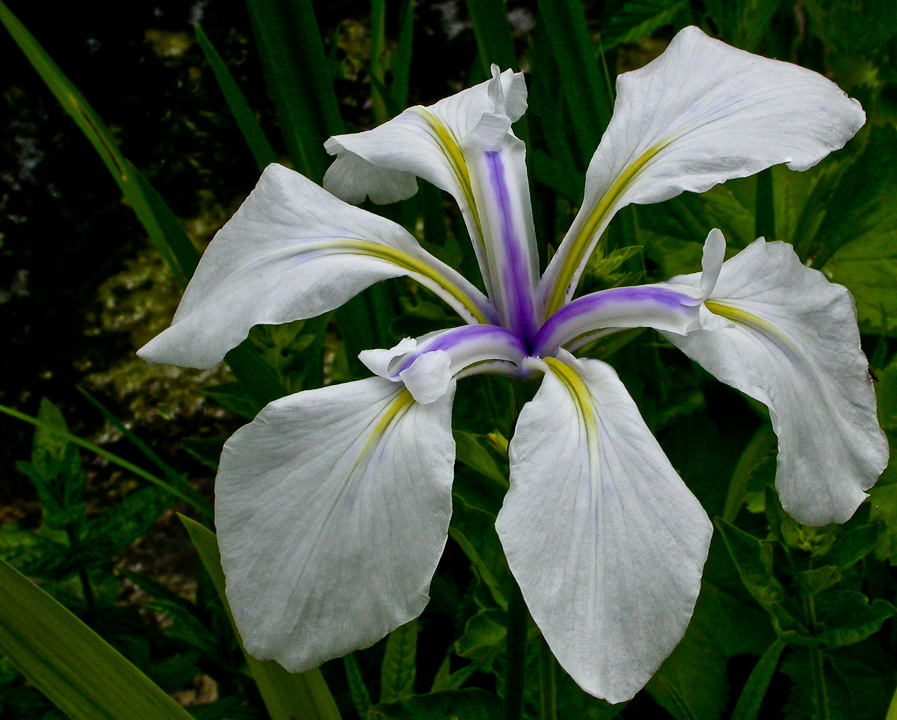 DREIFARBIGE IRIS ...