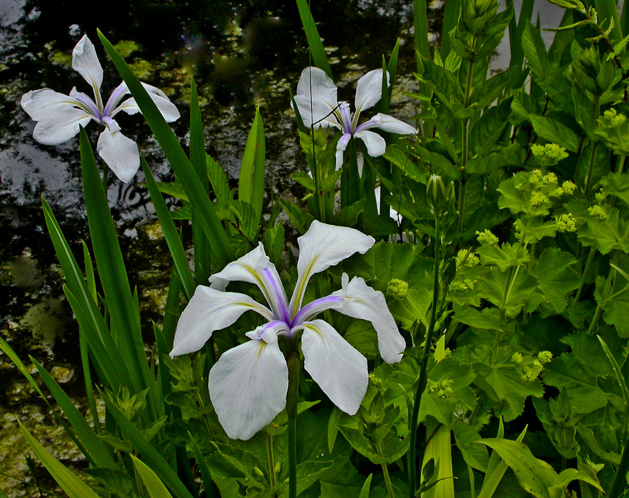 DREIFARBIGE IRIS AM TEICH ...