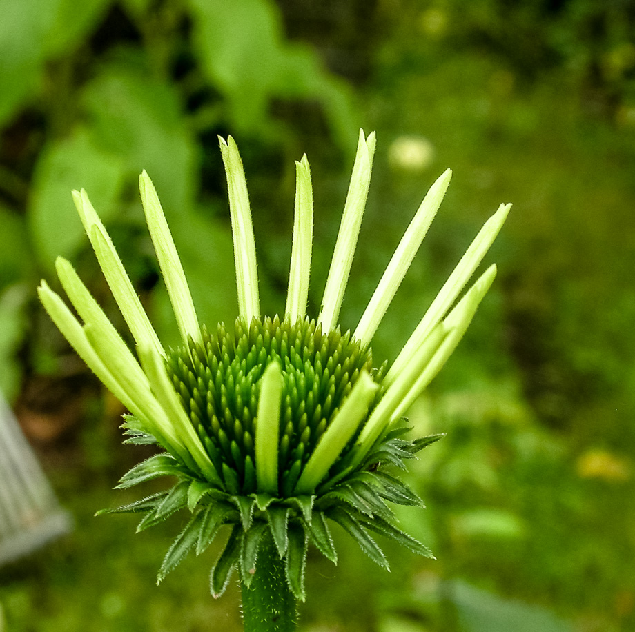 WEISSE ECHINACEA