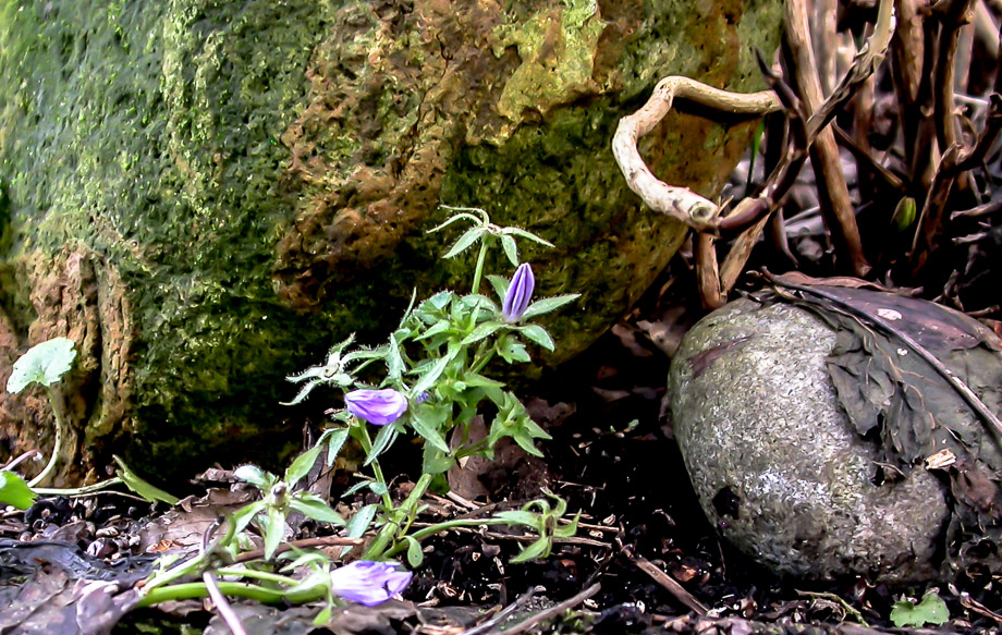 FARBTUPFER IM JANUARGARTEN