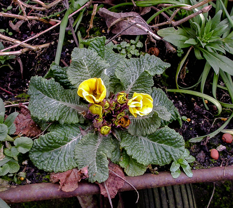 FARBTUPFER IM JANUARGARTEN