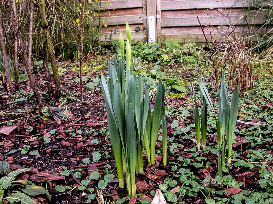 FARBTUPFER IM JANUARGARTEN