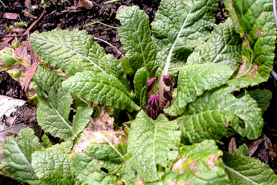 FARBTUPFER IM JANUARGARTEN