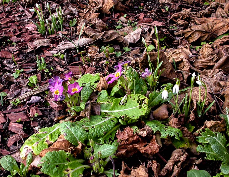 FARBTUPFER IM JANUARGARTEN