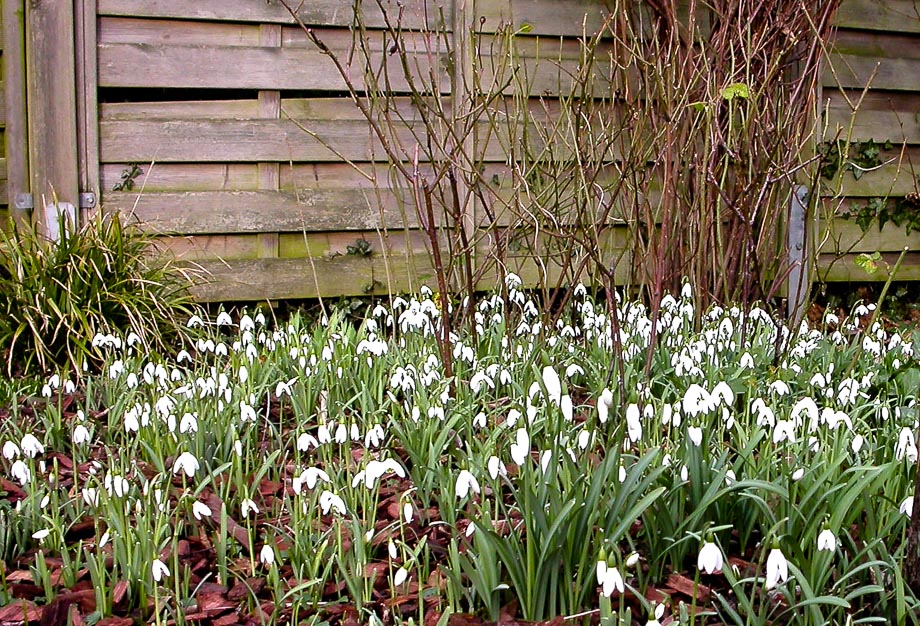 FARBTUPFER IM JANUARGARTEN