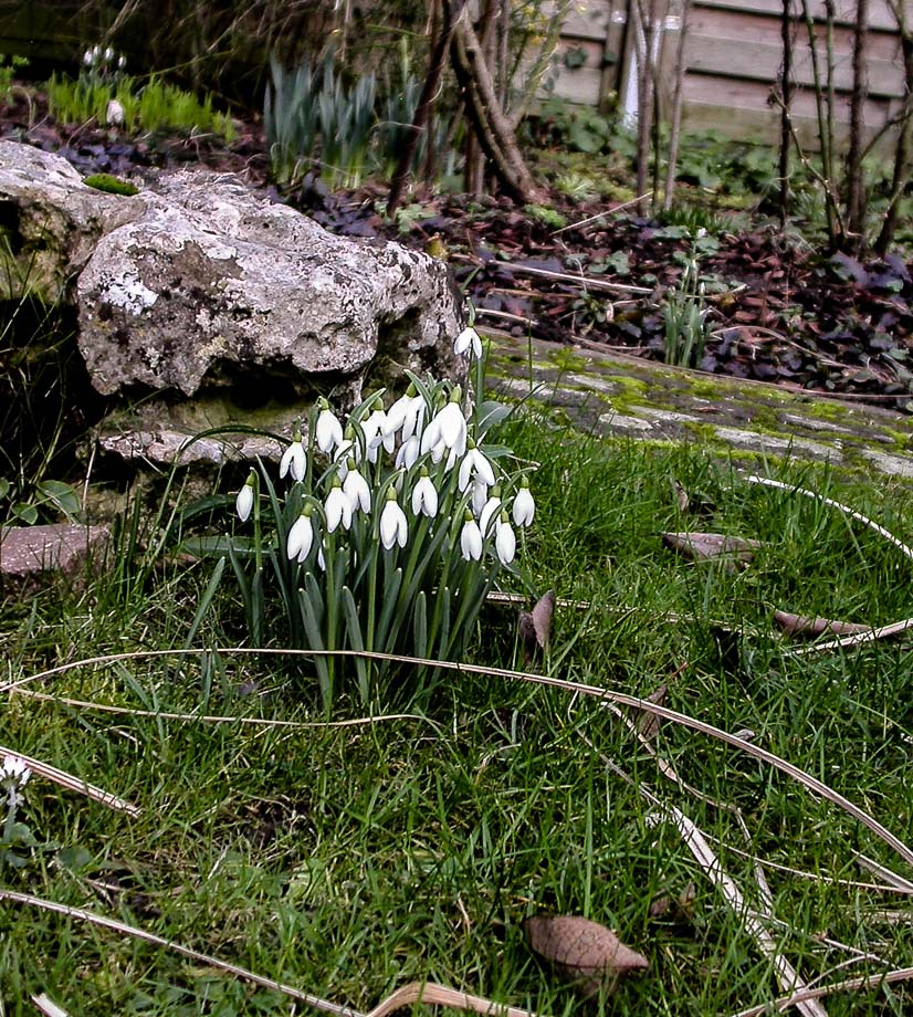 FARBTUPFER IM JANUARGARTEN