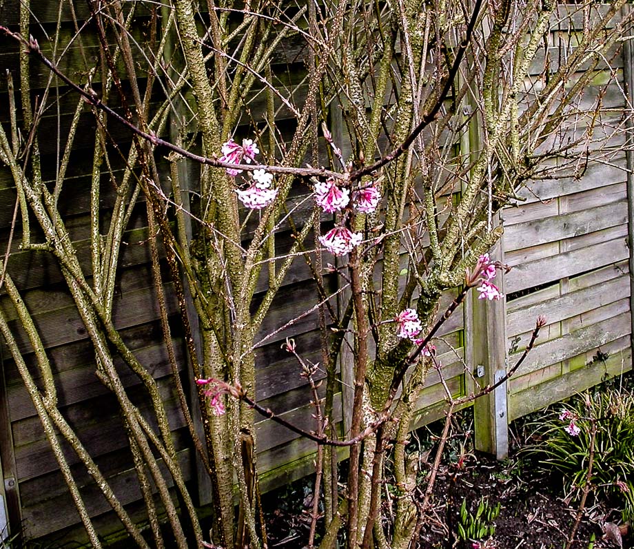 FARBTUPFER IM JANUARGARTEN