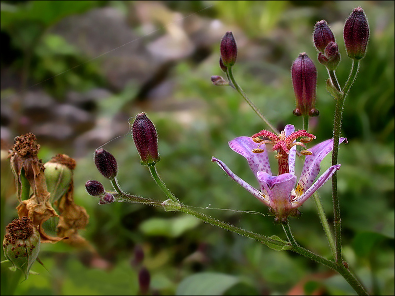 TRICYRTIS FORMOSANA 'SEIRYU'