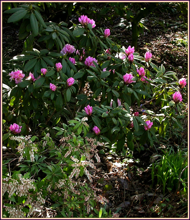 FRÜHE BLÜTEN