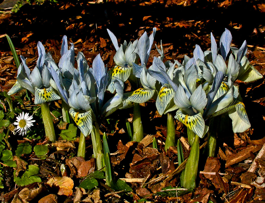 FRÜHE IRIS