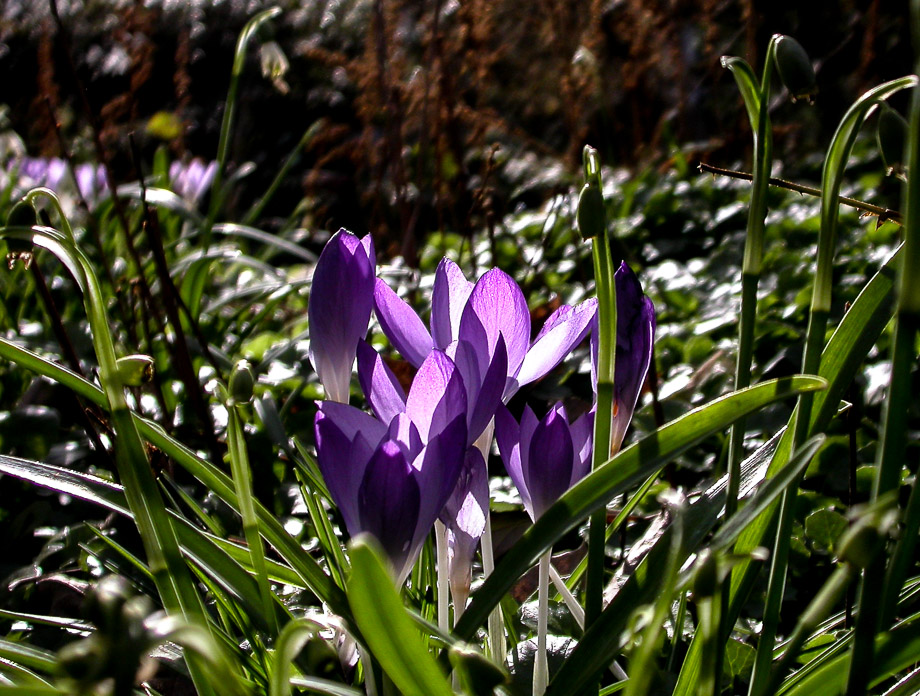 FRÜHLINGSBOTEN