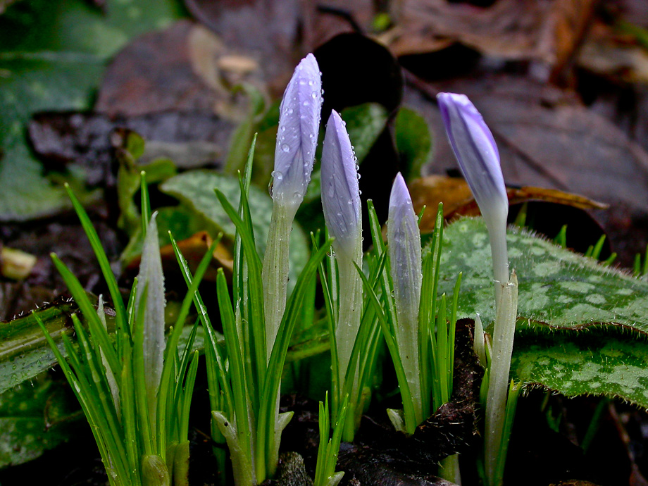 FRÜHLINGSBOTEN