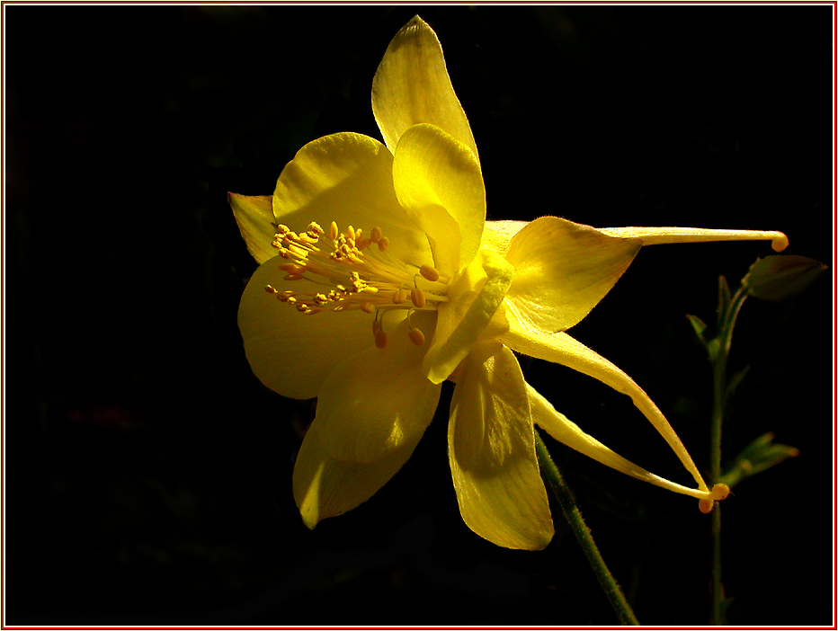 'YELLOW QUEEN' ...