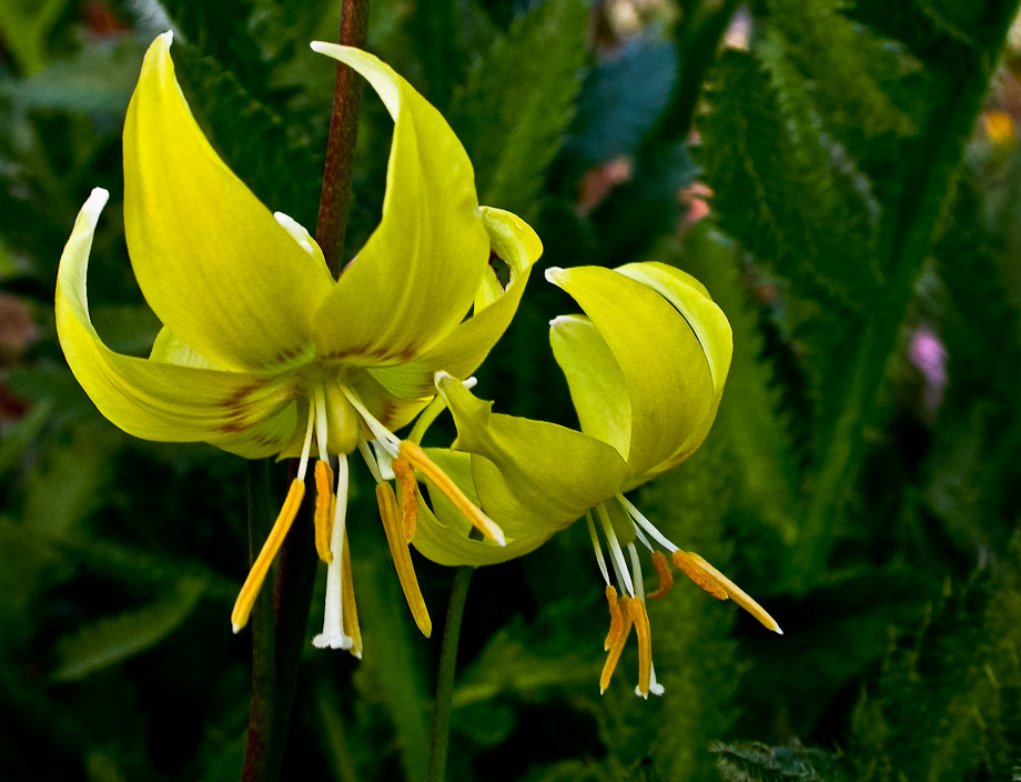 GARTENRUNDGANG 14