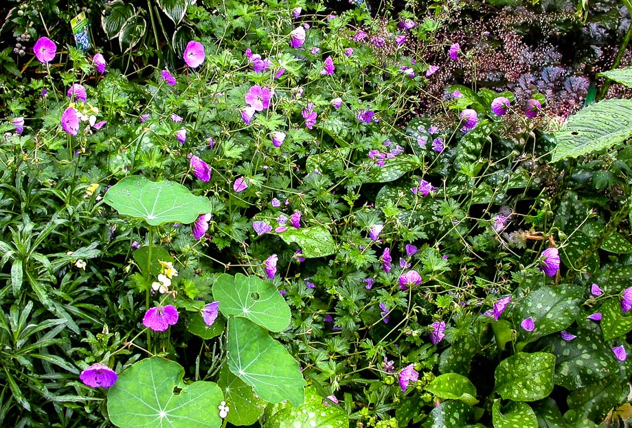 GERANIUM