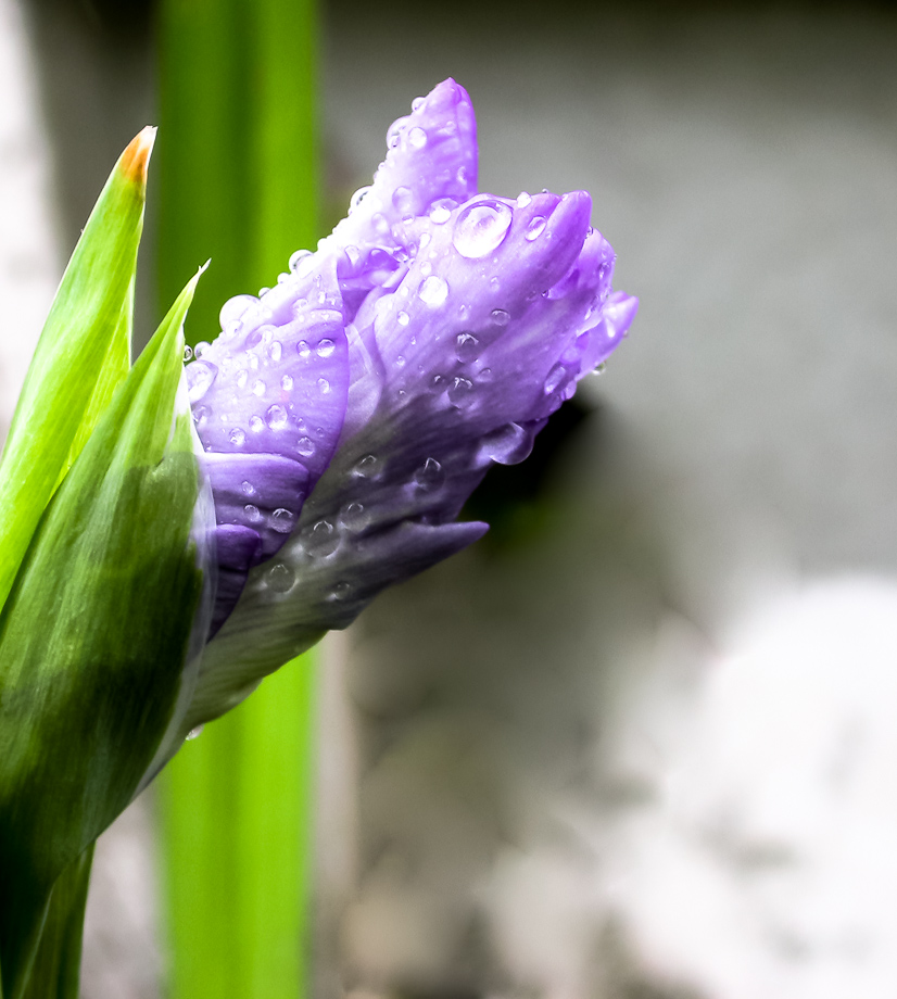 GLADIOLE