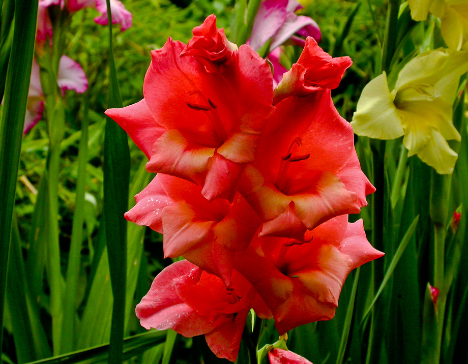 GLADIOLENBLÜTE ...