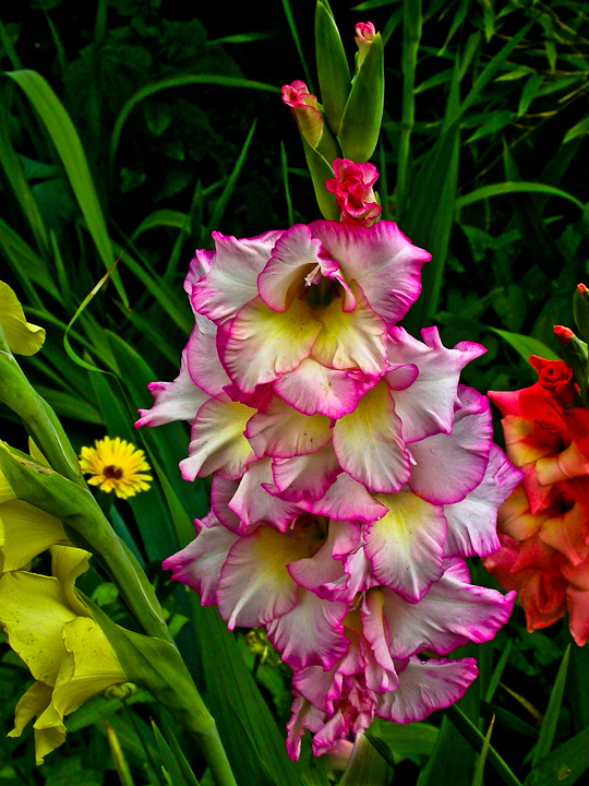 GLADIOLENBLÜTE ...